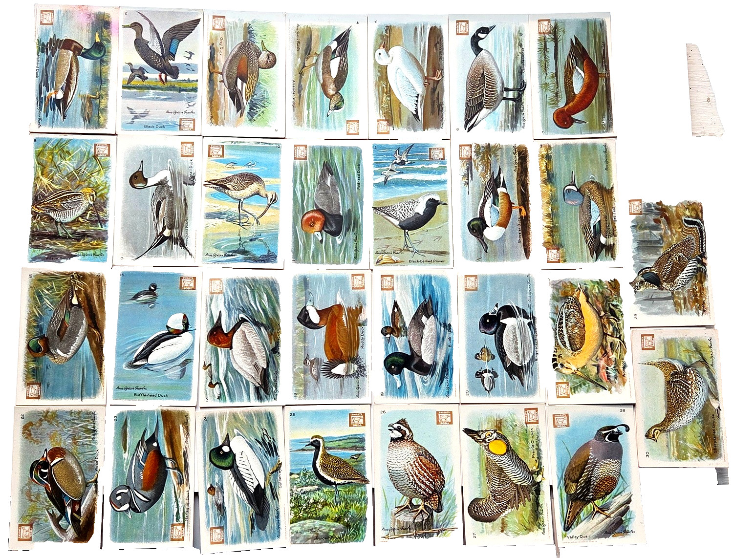 1924 J8, 4th Series Useful Birds of America tough Dwight\'s Soda Logo Variety SET