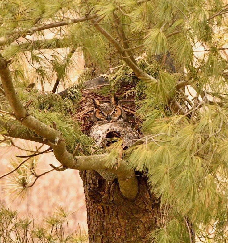 Great Horned Owl Nest Cone With Mount And Hardware