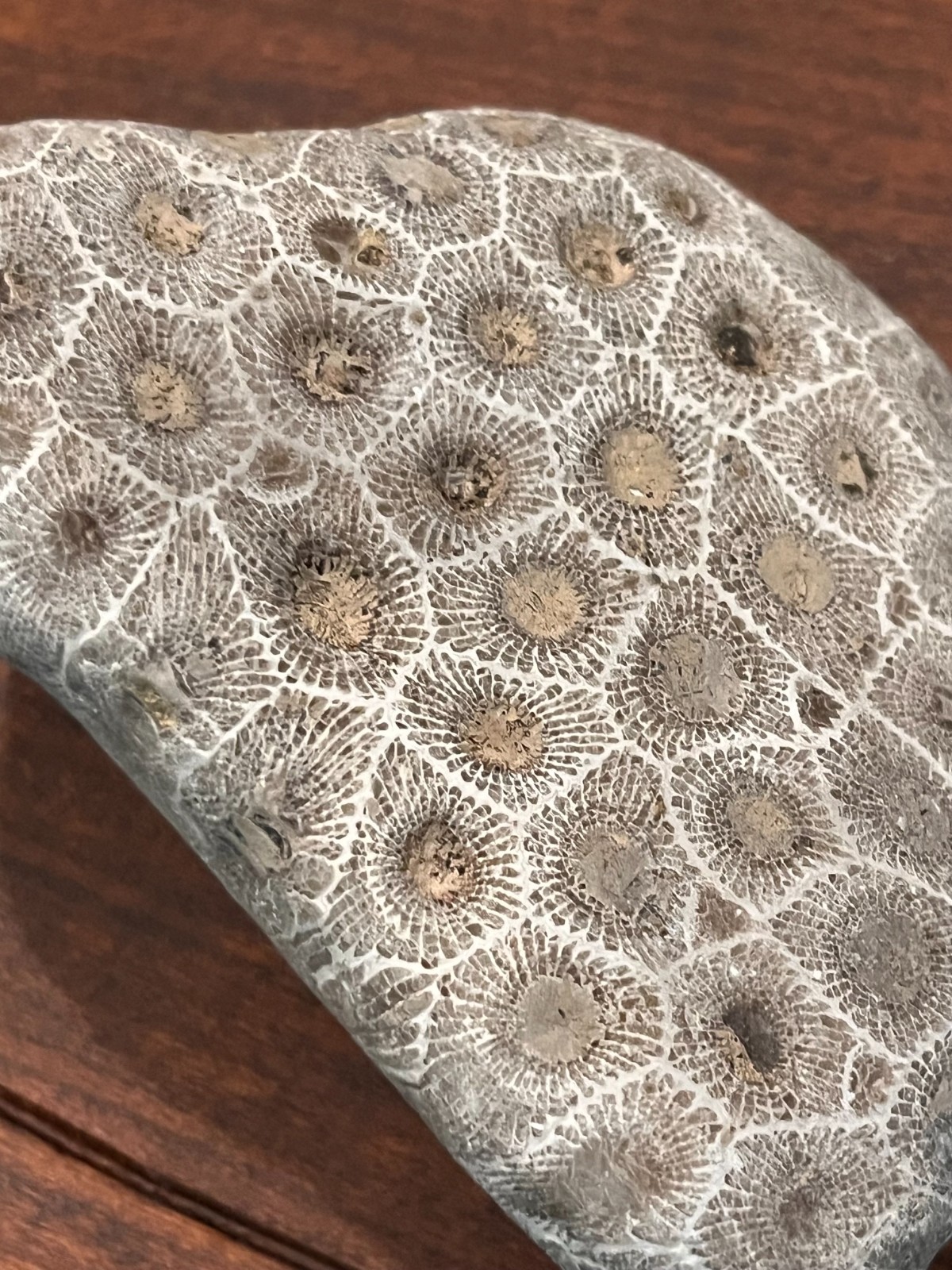 Lake Michigan PETOSKEY Stone Hexagonaria Percarinita Coral Unpolished Shown DRY