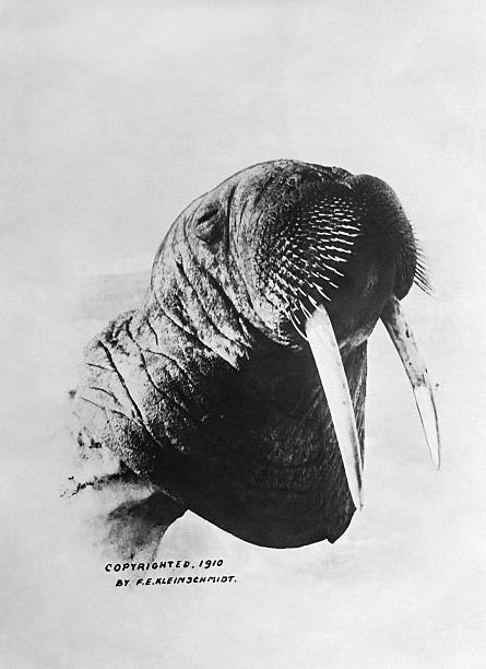 Showing head of a walrus probably 1910 OLD PHOTO