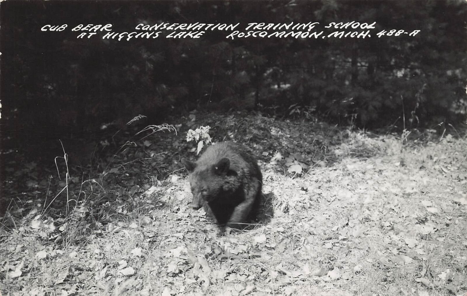 BEAR CUB AT HIGGINS LAKE REAL PHOTO POSTCARD ROSCOMMON MI MICHIGAN 1955 RPPC BEAR CUB AT HIGGINS LAKE REAL PHOTO POSTCARD ROSCOMMON MI MICHIGAN 1955 RPPC