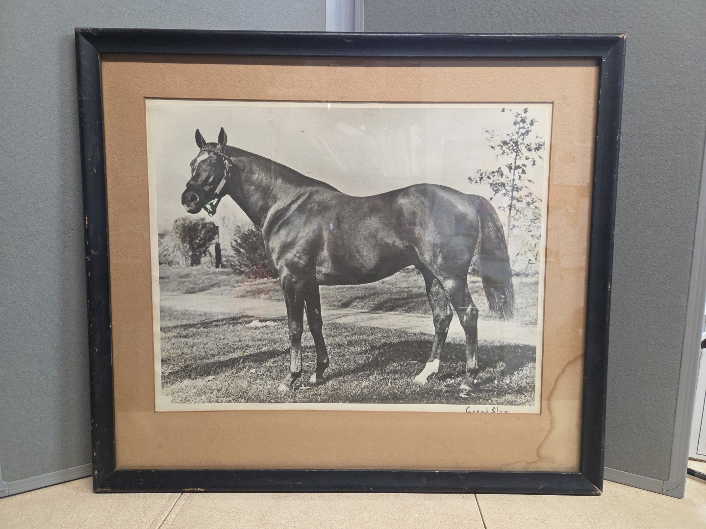 Grand Slam Undefeated  Race Horse Vintage Framed Photo 1960s 