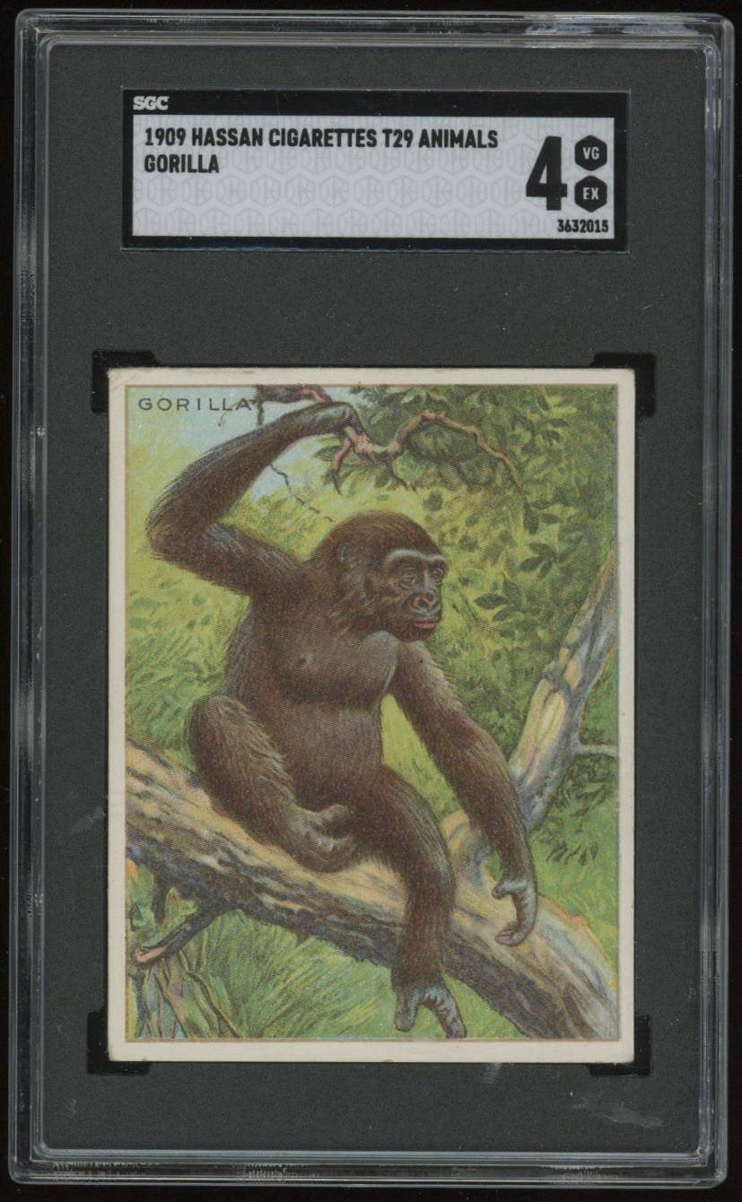 T29 Hassan Cigarettes Animals 1909 1911 Gorilla SGC 4 VG EX Graded