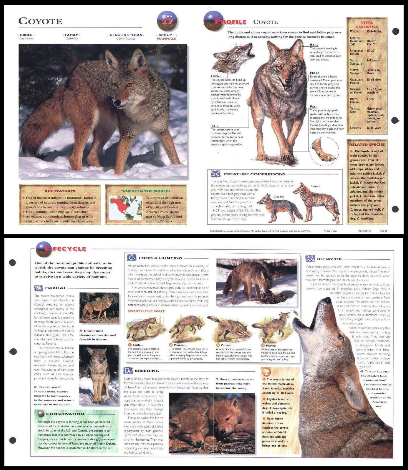 Fold-Out Sheet - Coyote - 27