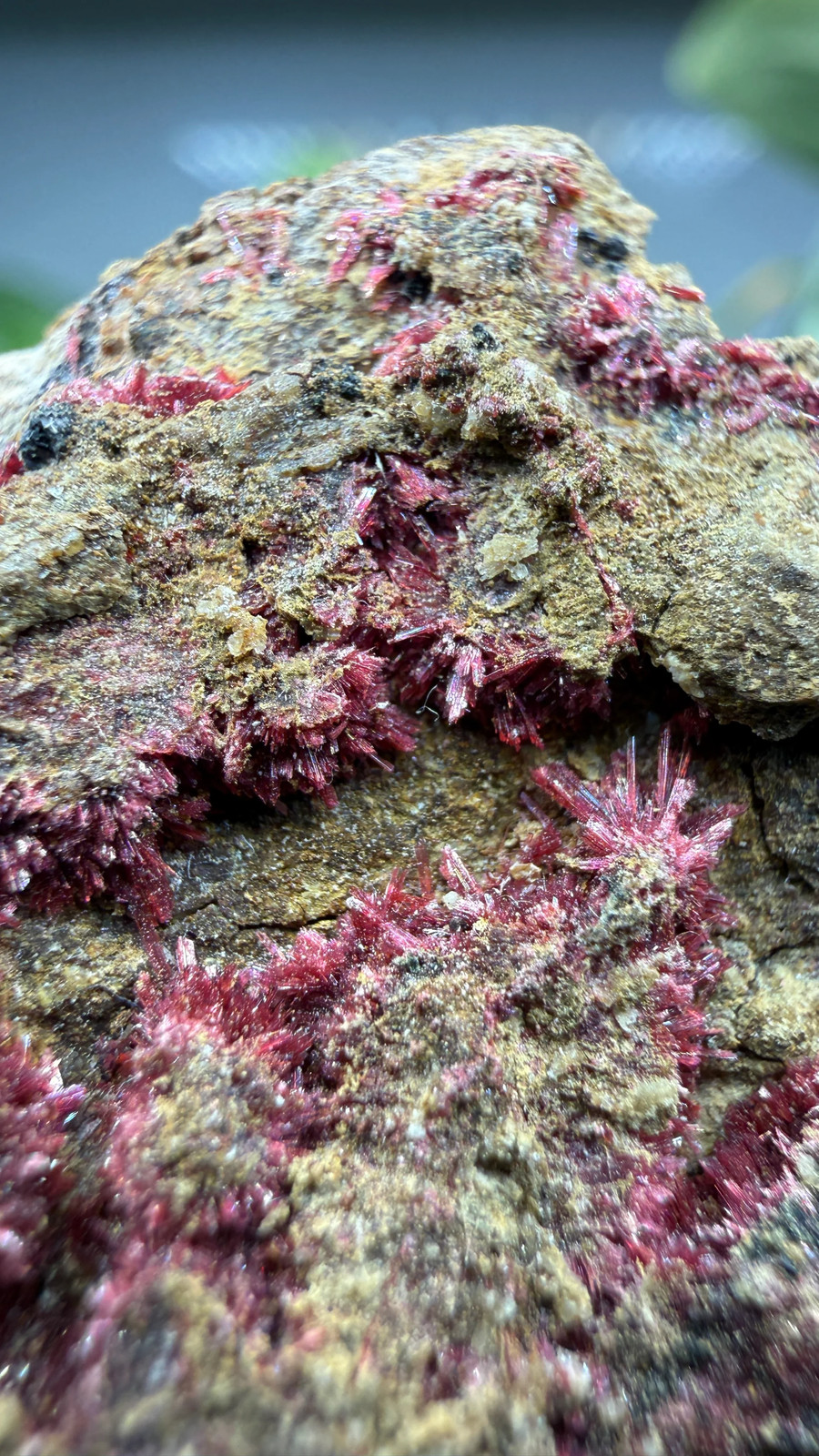 Erythrite- Sara Alicia Mine, San Bernardo, Álamos Municipality, Sonora, Mexico Erythrite- Sara Alicia Mine, San Bernardo, Álamos Municipality, Sonora, Mexico