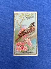 WHIP-POOR-WILL 1888 N4 Allen & Ginter Birds of America picture