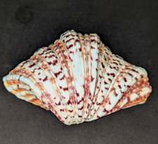 Pretty, Heavily Speckled Small Half a Giant Clam Shell 5