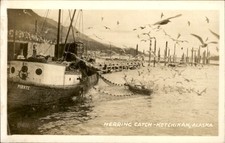 Ketchikan AK Herring Catch F. J. Hunt c1920s-30s Real Photo Vintage Postcard bhn picture