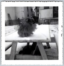 Vtg B&W Snapshot Fluffy Pomeranian Dog Rickey Snow Picnic Table 1963 picture