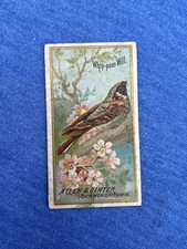 WHIP-POOR-WILL 1888 N4 Allen & Ginter Birds of America picture