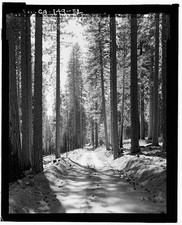 Photo:Yosemite Village California Tioga Road 1900s Forest Road Snow Pines picture
