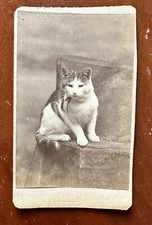 TWO Old Photos Of Same Cat 1870s Prob Maine Photographer 1800s Antique Lot picture