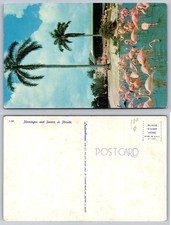 Vintage Lusterchrome Postcard Florida Flamingos Palm Trees Tichnor Bros. picture