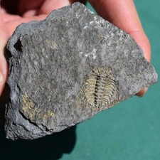 Trilobite, Kettneraspis aracana - Bolivia silurian - trilobite fossil picture