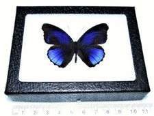 Eunica excelsa REAL FRAMED BUTTERFLY BLUE PERU picture