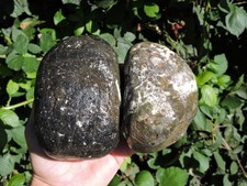 2 BEAUTIFUL & UNUSUAL PNW AGATIZED RHYOLITE Stone Rock Nodules (3.8LB  total) picture