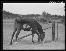 Photo:Lame Deer Montana Ranch Horse Grazing 1941 Aug. picture