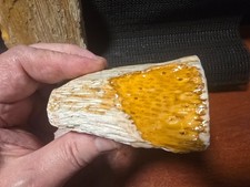 2 Beautiful Petrified Palm Wood Rough Pieces, Nice Size Great Color/Design, LA picture
