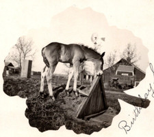 c1911 RPPC Colt Horse Countryside Barn Farm BIRTHDAY GREETINGS Antique Postcard picture