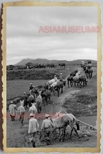 50s Vietnam SAIGON VILLAGE FARMER COW HERD BARN YARD WAR ARMY Vintage Photo 507 picture