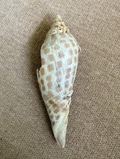 Scalphella Junonia Spotted Seashell RARE 4 INCHES Damaged Imperfect, Beautiful picture