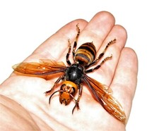 Vespa mandarinia WINGS SPREAD JAPANESE MURDER HORNET WASP MOUNTED PINNED picture