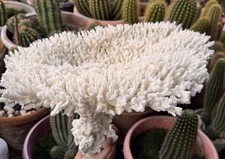 One of a kind Natural Real White Coral Reef Aquarium Home Decoration picture