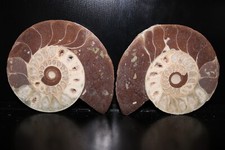 Split Timor Ammonite Pair – UV Reactive 3 1/4