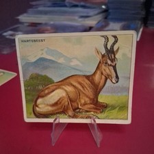 HARTEBEEST 1909 T29 ANIMALS HASSAN CIGARETTES picture