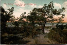 c1915 The Sentinel Torrey Pines near Stratford Inn Del Mar California CA Postcar picture