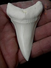 Almost a record White Mako replica tooth Museum quality 3&3/8th