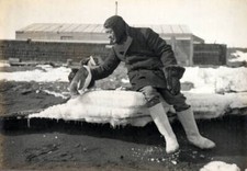 Rennick and a friendly Adelie penguin Antarctica 9th February 1911 .. Old Photo picture