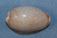 CYPRAEA SPURCA VERDENSIUM 25.27mm BEAUTIFUL SPECIMEN Lanzarote, Cape Verde Is. picture