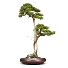8.3in Chinese Vintage Yixing Zisha Clay Planter, Handmade Succulent Bonsai Decor picture
