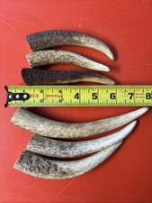 Lot-E128 Elk Antler Tips for Knife Material Handle Material picture