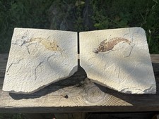 Large Eocene Bony Fish Fossil Pair- Natural 5.8” Positive Negative Fossil Plates picture