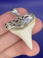 Modern Great White Shark Tooth Pendant with Incredible Silver-Work Shark Teeth picture