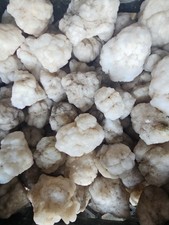 Snow agate rough nodules 4 pounds  picture