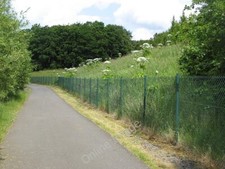 Photo 6x4 M77, Pollok Park Fencing and giant hogweed between cycle path a c2009 picture