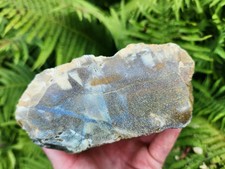 Unique Oregon Coast Agate w/ Mineral Inclusions, Pre-cut & Unpolished 2 lb Piece picture