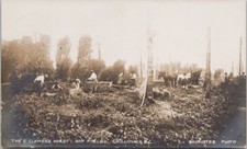 Chilliwack BC The E. Clemens Horst Hop Fields c1911 Bannister RPPC Postcard H52 picture