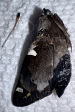 BY5 - REARED YUCCA GIANT SKIPPER - Megathymus yuccae Beautiful Greased picture