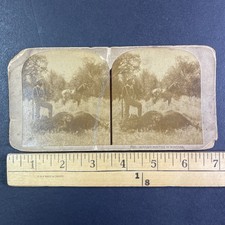 Buffalo Hunting Montana Stereoview R. K. Bonine 1880s American West picture