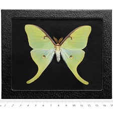 Actias luna BLACK BACKGROUND REAL FRAMED GREEN NORTH AMERICAN LUNESTA MOTH picture