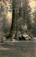 Antique Giant Redwood Postcard The Father Tree Big Basin California RPPC picture
