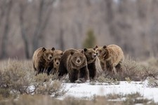 The Fantastic Five - Grizzly Bear 399 Limited Edition Photo picture