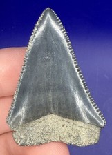 1.85” Glossy Great White Shark Tooth Fossil real Shark Teeth picture