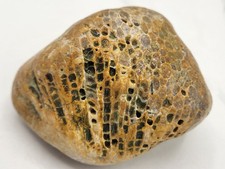 LARGE Michigan Favosites Charlevoix Silicified Stone Fossil 8.5 oz Honeycomb picture