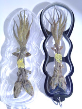 2pcs 2Head 9Tail Lizard Thai Amulet Lucky Wealth Gambling Money Charm Powerful picture