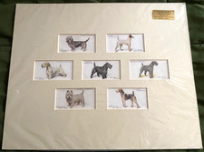 1931 PLAYER'S CIGARETTES DOG SERIES lot of seven cigarette cards BRITISH TOBACCO picture